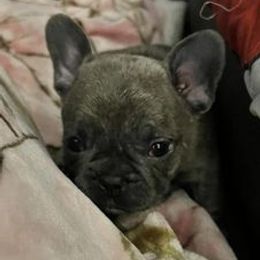 French Bulldogs from Nickels Sweet Home Breeders