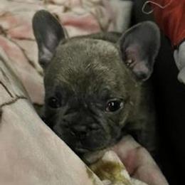 French Bulldogs from Nickels Sweet Home Breeders