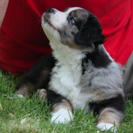 Miniature American Shepherd Puppies from Birchview Miniature American Shepherds