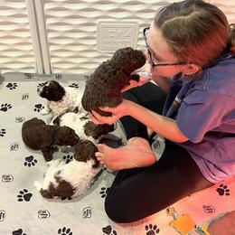Lagotto Romagnolo Puppies from Anna’s Lagottos
