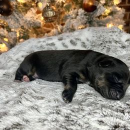 Miniature Australian Shepherd Puppies from Quartz Creek Aussies