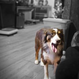 Nora - Miniature American Shepherd