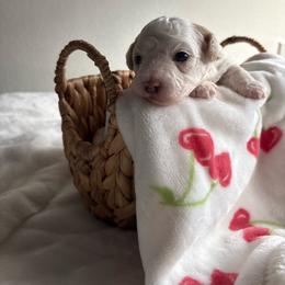 Stella - White female Maltipoo puppy in Oxnard, California from Sunshine’s Maltipoo’s