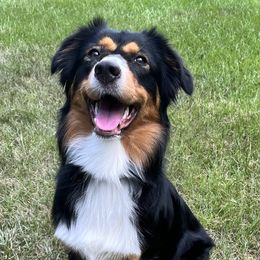 Katie - Australian Shepherd
