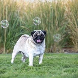 Oaks - Pug