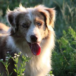 Spell - Miniature American Shepherd