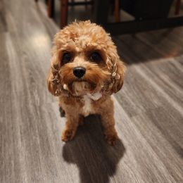 Assorted Doodle Crosses, Cavalier King Charles Spaniels, and Cavapoos from Cavapoochon Central