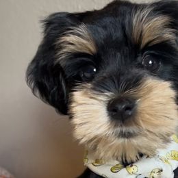 Miniature Schnauzers from True Love Schnauzers