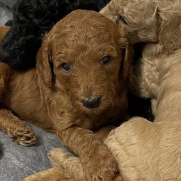 Poodles from Trusty Poodles