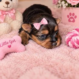 Pixie - Black and tan female Yorkshire Terrier puppy in Broxton, Georgia from More Than Family