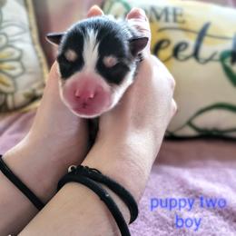 Pomsky Puppies from Nebula Ranch Pomskies