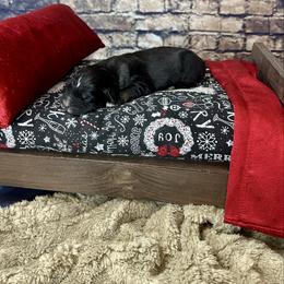 Comet - Black tri-color female Australian Shepherd puppy in West Union, Iowa from Boundless Hearts Australian Shepherds LLC