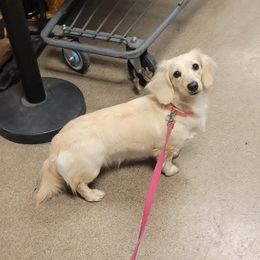 Cora - Dachshund