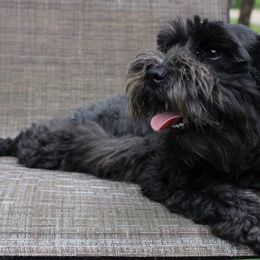 Peppi - Miniature Schnauzer