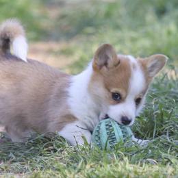 Pembroke Welsh Corgi Puppies from Rees Corgis