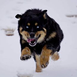 Hula - Miniature Australian Shepherd