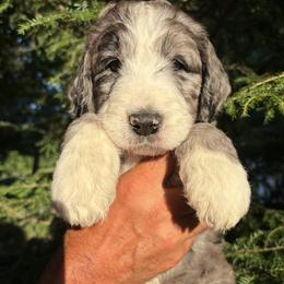 Ripple - Merle male Bernedoodle puppy in Coopersburg, Pennsylvania from Deutsch Hund Haus