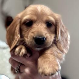 Franklin for Katie E. - Cream male Dachshund puppy in Grand Junction, Colorado from Agape Dachshunds