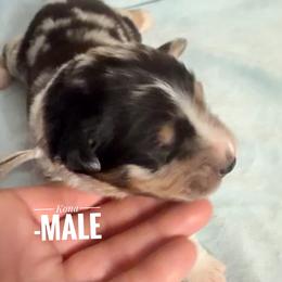 Kona - Blue merle male Australian Shepherd puppy in Ulm, Montana from W Heart Bar Aussies
