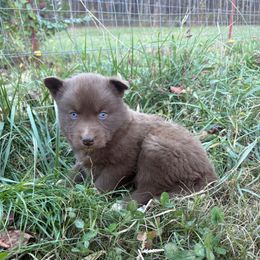 Purple - Red and white female Siberian Husky puppy in Jonesborough, Tennessee from Dry Creek Siberians