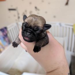 Elsa - Fawn female Pug puppy in Winter Haven, Florida from Lisa's Pugalicious Pugs