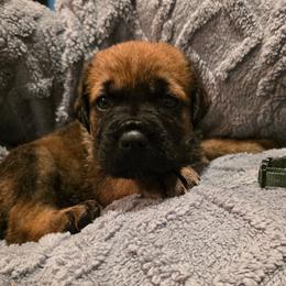 Green Collar Male - Fawn male Cane Corso puppy in Pylesville, Maryland from Safe Haven Cane Corso