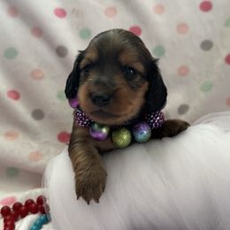 Holly - Cream female Dachshund puppy in Stoutland, Missouri from Farmhouse Dachshunds