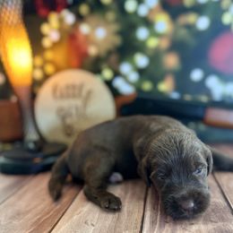 Chocolate female 2 - Chocolate female Labradoodle puppy in Kingston, Georgia from CC Familydoodles