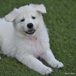 Berger Blanc Suisse Puppies from Absolute Dream White Swiss Shepherds