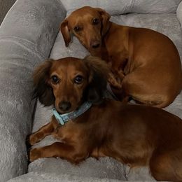 Dachshunds from Sunny EP Weenies