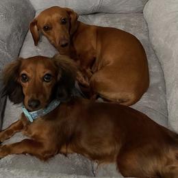 Dachshunds from Sunny EP Weenies