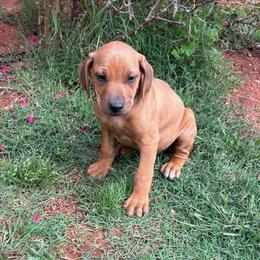 Gunner - Rd whtn blk nose male Rhodesian Ridgeback puppy in Carney, Oklahoma from River Run Parson Russell terriers & River Run Ridgebacks