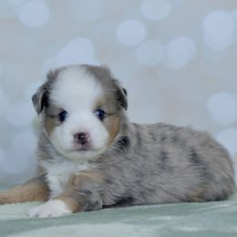 Jeremiah - Blue merle male Toy Australian Shepherd puppy in Wichita Falls, Texas from Shooting Stars Ranch Toy and Mini Aussies