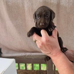Male 4 - Chocolate male Labrador Retriever puppy in Hebron, Kentucky from Top Notches Labrador Retrievers