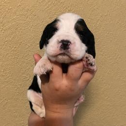 Wolf - Black white and tan male English Springer Spaniel puppy in Fort White, Florida from Thunderbird Springers