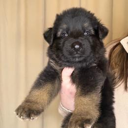 Green - Black and red male German Shepherd puppy in Tennessee from Chattanooga Tn German Shepherds