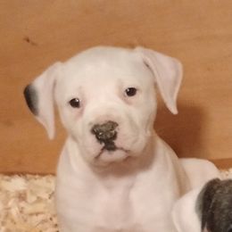 American Bulldog Puppies from Iron Will American Bulldogs