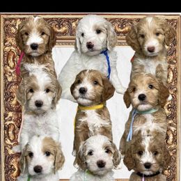 Australian Labradoodle and Labradoodle Puppies from LaLadoodles