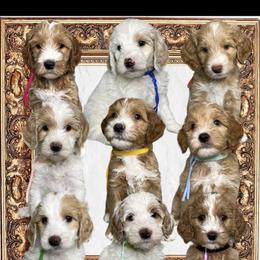 Australian Labradoodle and Labradoodle Puppies from LaLadoodles