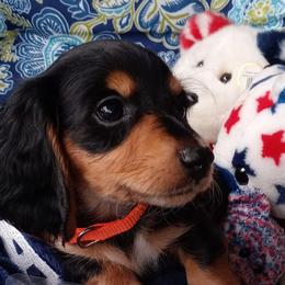 Dachshunds from Low Ryder Mini Dachshunds