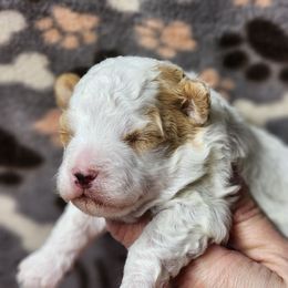 Coconut - Parti male Poodle puppy in Hoagland, Indiana from Kandyland Kennels