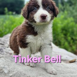 Tinker Belle - Red tri-color female Australian Shepherd puppy in Trout Run, Pennsylvania from Rose Valley Aussies