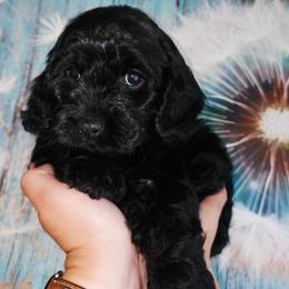 Snoop Dog - Black and tan male Cockapoo puppy in Indiahoma, Oklahoma from Phamily Doodles