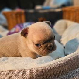 Blue - Blue fawn male French Bulldog puppy in Enfield, Connecticut from AVM Frenchies