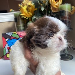 G1 - Liver and white female Shih Tzu puppy in Troy, Michigan from "Shihtzu Best Friend"