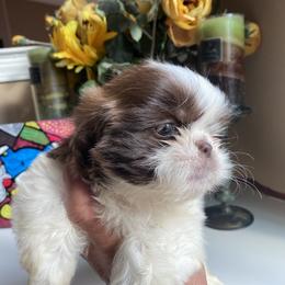 G1 - Liver and white female Shih Tzu puppy in Troy, Michigan from "Shihtzu Best Friend"