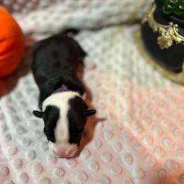 Banshee - Black and white female Cardigan Welsh Corgi puppy in Clio, Michigan from Old Oak Cardigans
