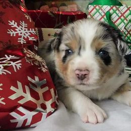 Miniature American Shepherd Puppies from WestOak Miniature American Shepherds