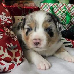 Miniature American Shepherd Puppies from WestOak Miniature American Shepherds