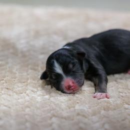 Joe - Black tri male Miniature Australian Shepherd puppy in Prague, Oklahoma from Clay Creek Aussies
